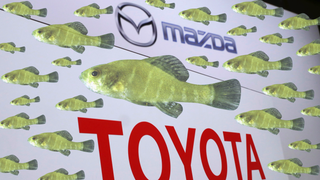 Lawsuit Claims $1.6-Billion Toyota-Mazda Factory Could Push Fish Species To Extinction